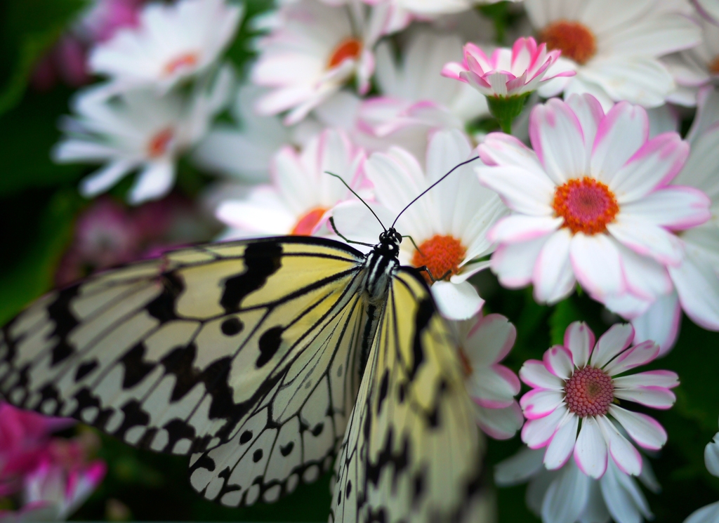 butterfly's garden