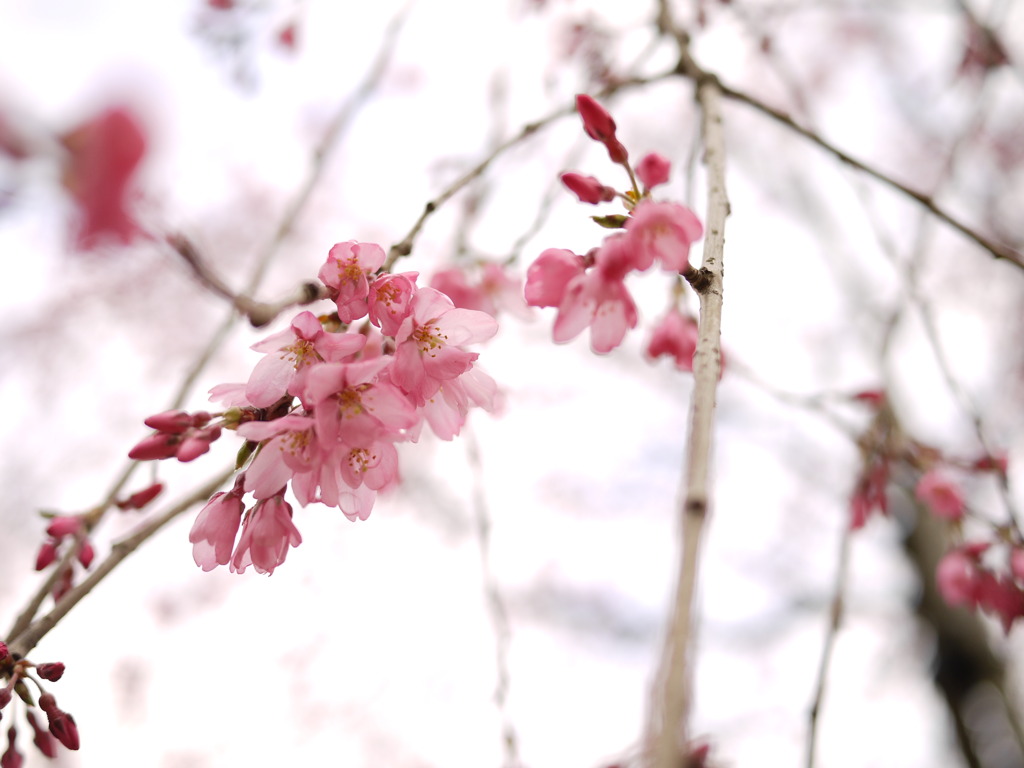 しだれ桜