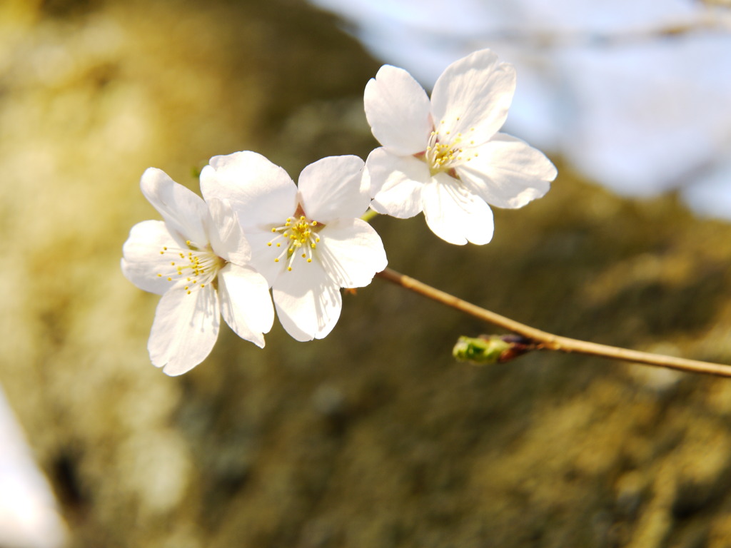 カメラ女子と桜