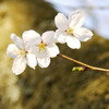 カメラ女子と桜