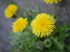 たんぽぽ