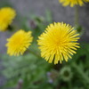 たんぽぽ