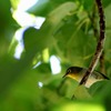 Birdie in greenery