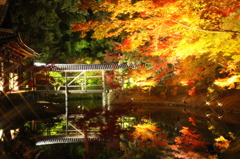 夜紅葉の常連