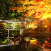 夜紅葉の常連