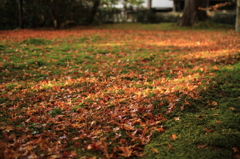 紅葉