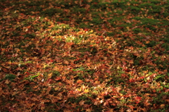 紅葉