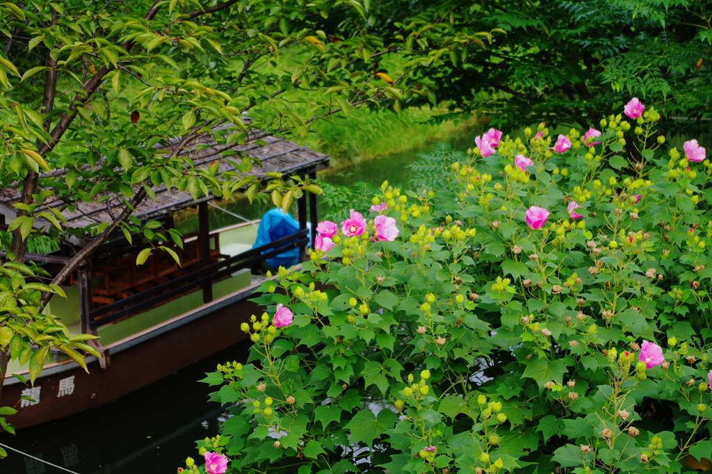 花と舟