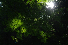 IMGP6526
