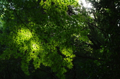 IMGP6525