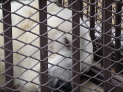 姫路の白クマ