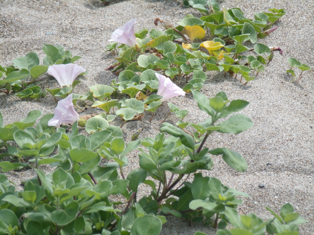 砂浜のヒルガオ