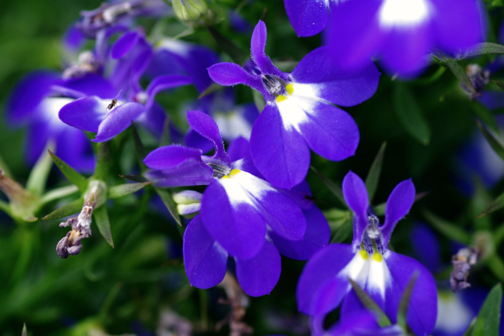 花とあり