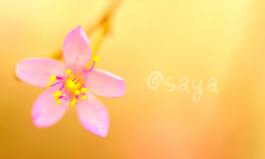 5mmの花
