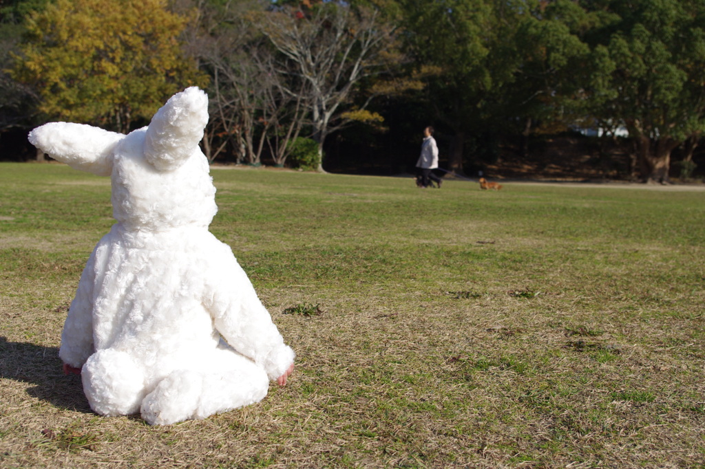 遠くに犬を発見