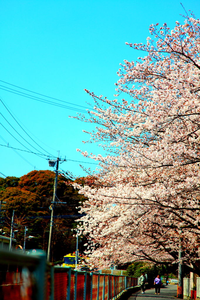 桜