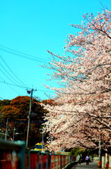 桜