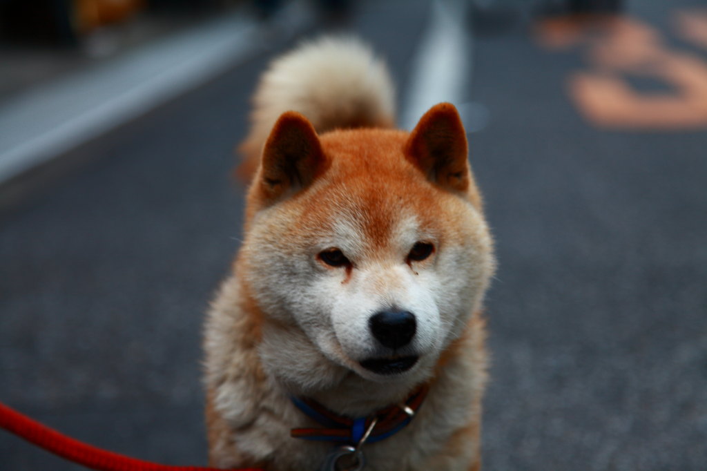 日常　柴犬