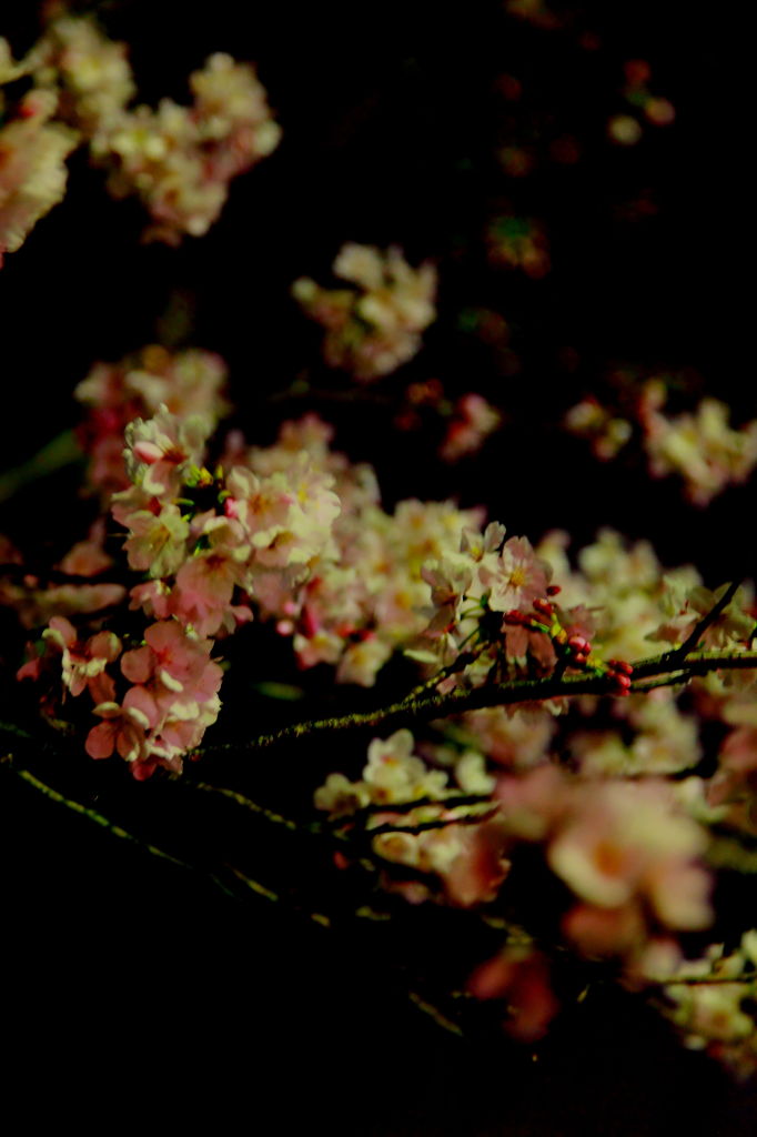 夜桜