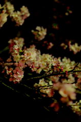 夜桜