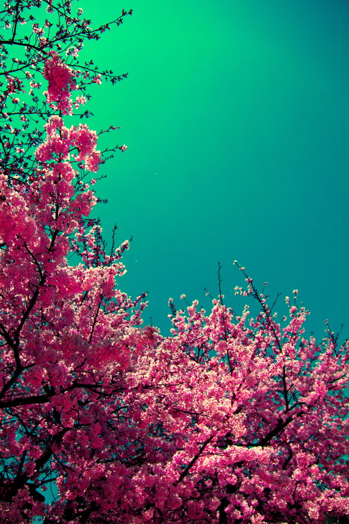 桜と空