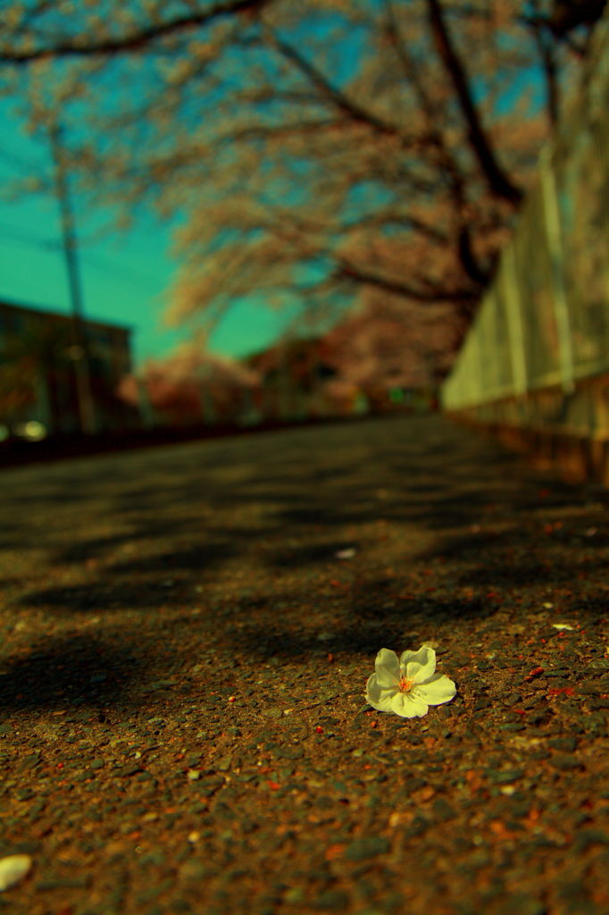 桜花