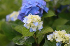 習作＿紫陽花