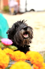 犬と花