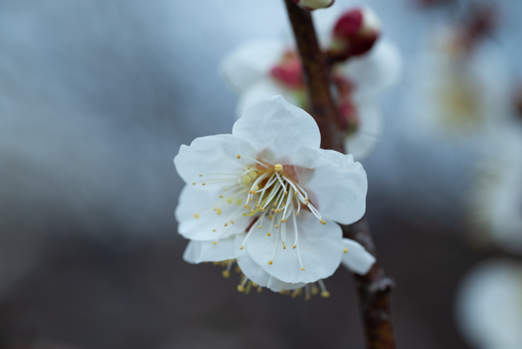 オールドレンズで撮る