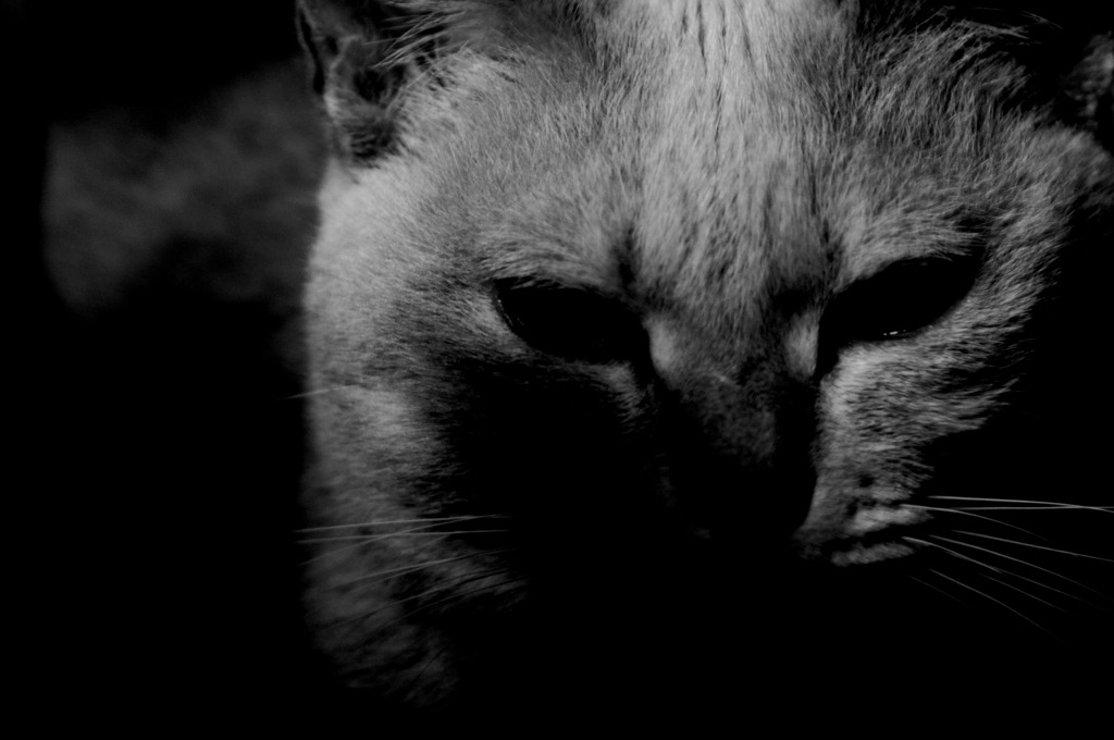 【愛猫*名はvivi】