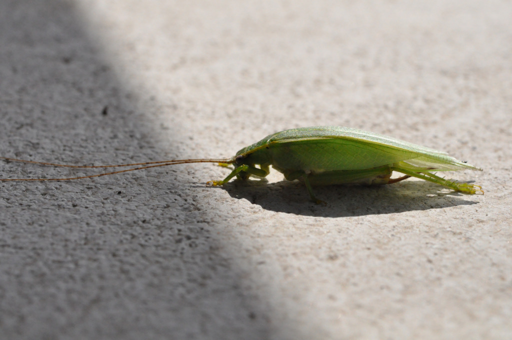 【今日から僕で...】