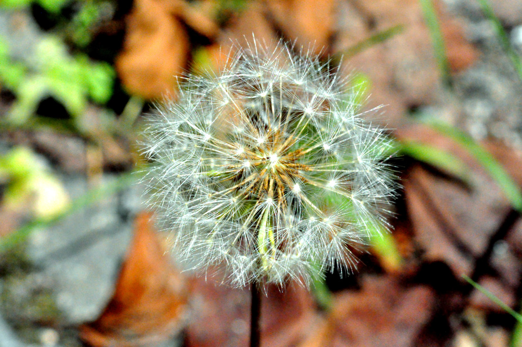 タンポポ２
