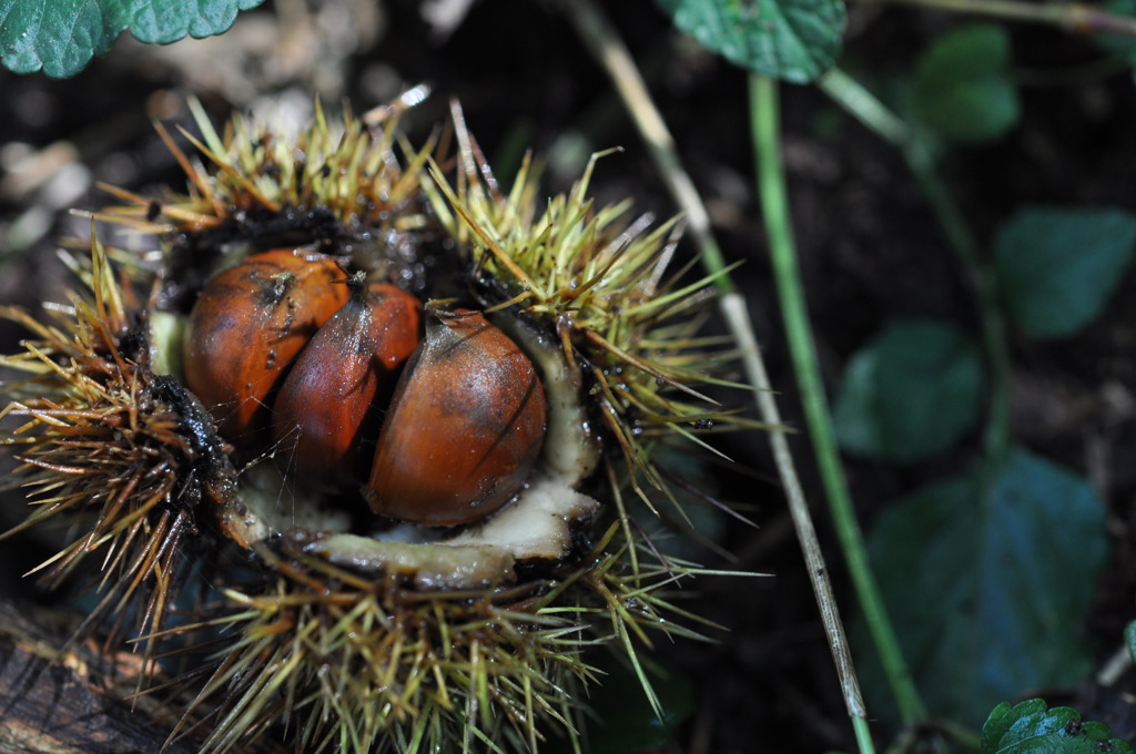 【三つ子のトリュフ】