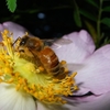 昆虫の世界