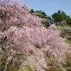 見事でした（実物は）