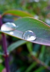 『Rain drops』水卵