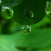 『Rain drops』 小さな世界/深緑