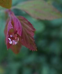 『Rain drop』 Rainy day