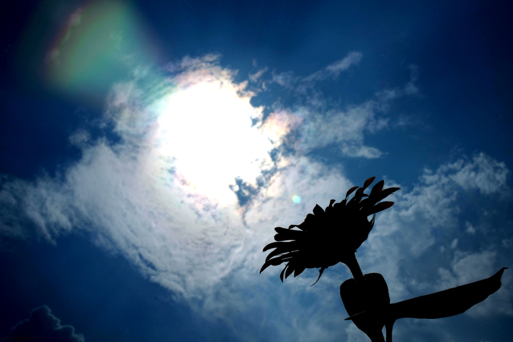 夏・空・ひまわり・所によりゴースト