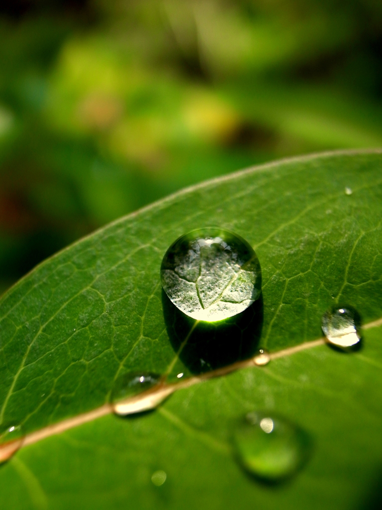 『Rain drops』自然のレンズ