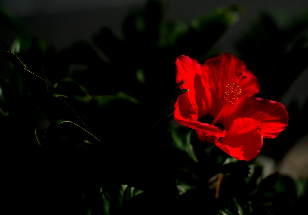 紅
