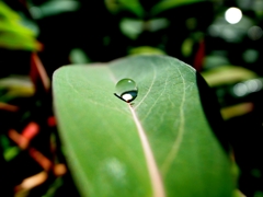 『Rain drop』葉っぱの滑り台