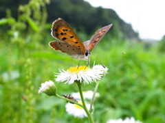 『The world of insects』
