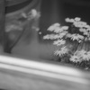 小さな窓に写った春