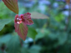 『Rain drop』 f/1.9