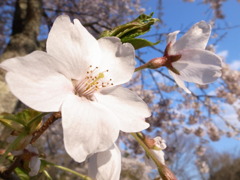 夕桜