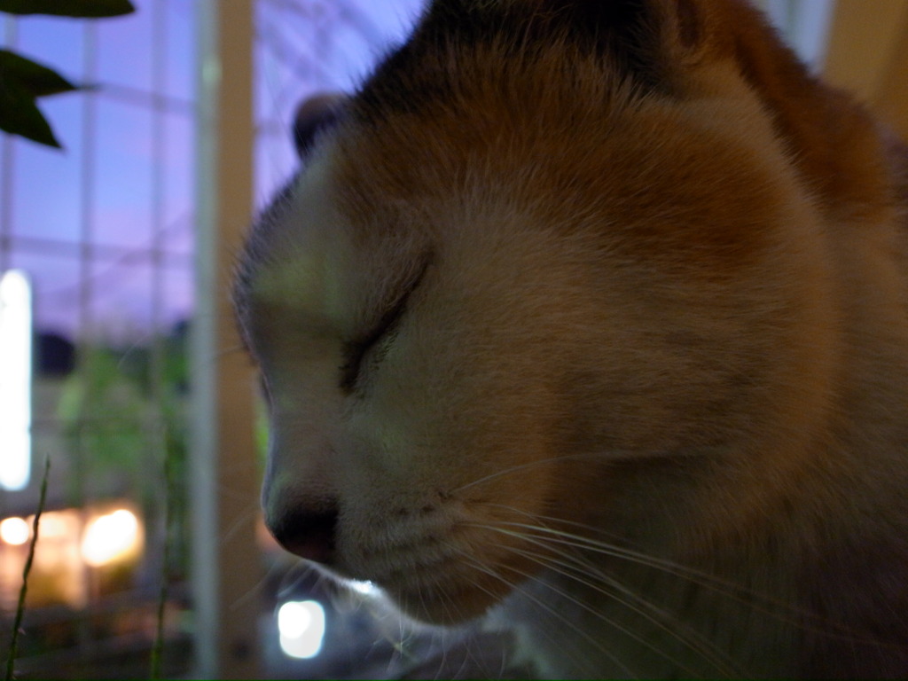 考える猫
