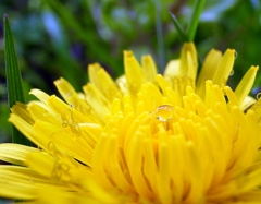 『Rain drop』この花のように