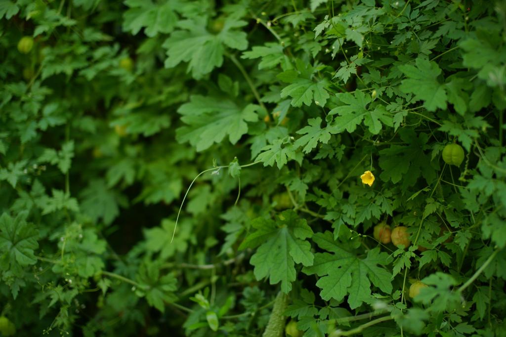 A piece of yellow