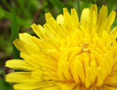 『Rain drop』この花のように2